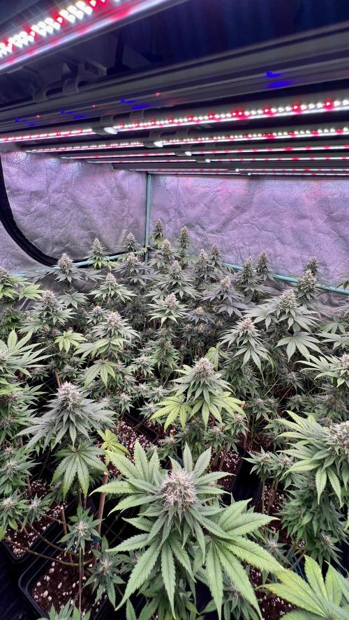 Bubblegun. Week 7