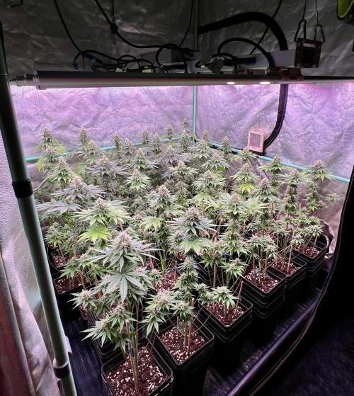 Bubblegun. Week 7