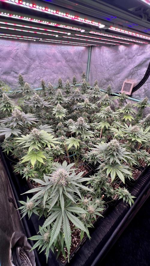 Bubblegun. Week 7