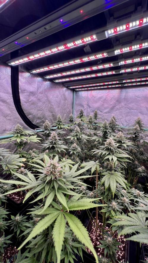 Bubblegun. Week 7