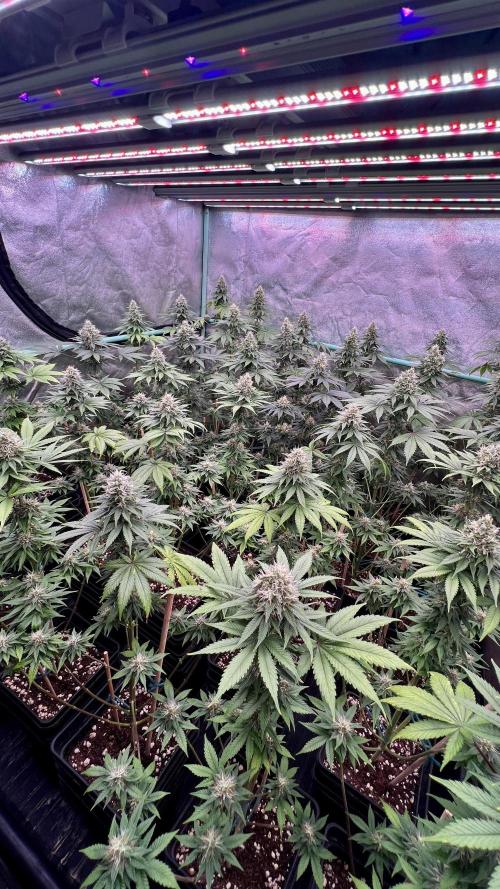 Bubblegun. Week 7