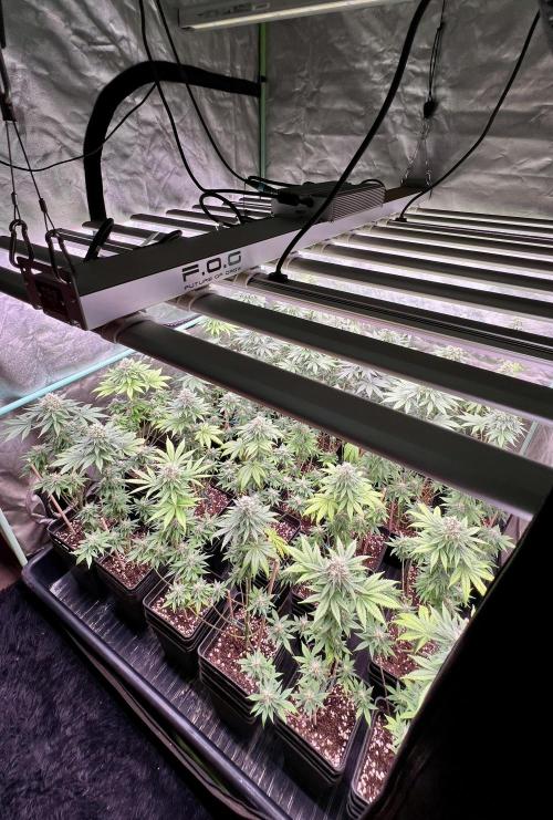 Bubblegun. Week 7