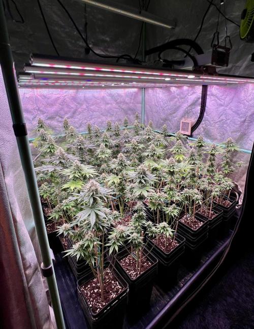 Bubblegun. Week 7