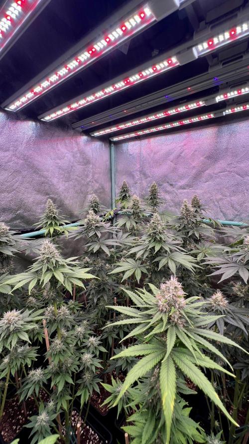 Bubblegun. Week 7
