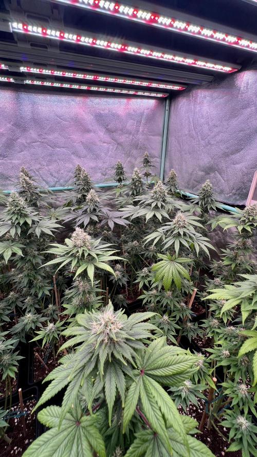 Bubblegun. Week 7