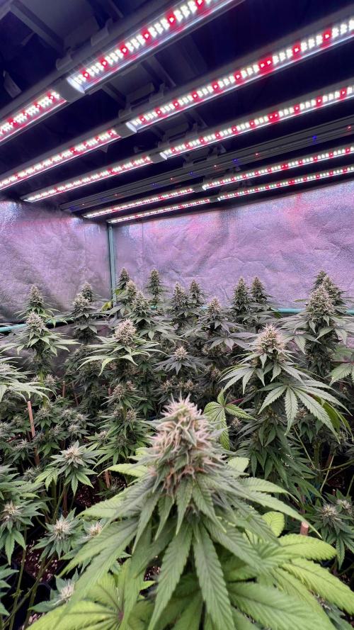Bubblegun. Week 7
