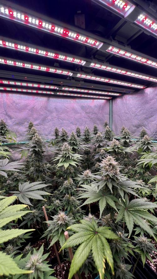 Bubblegun. Week 7