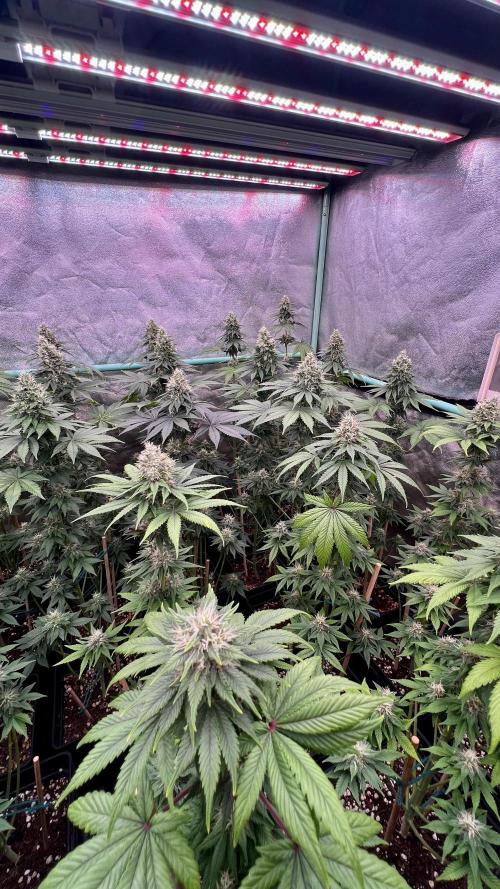Bubblegun. Week 7