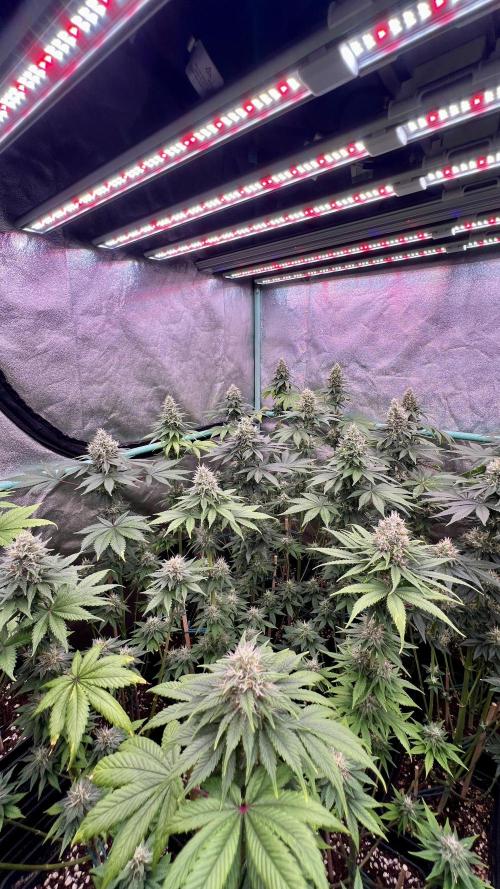 Bubblegun. Week 7