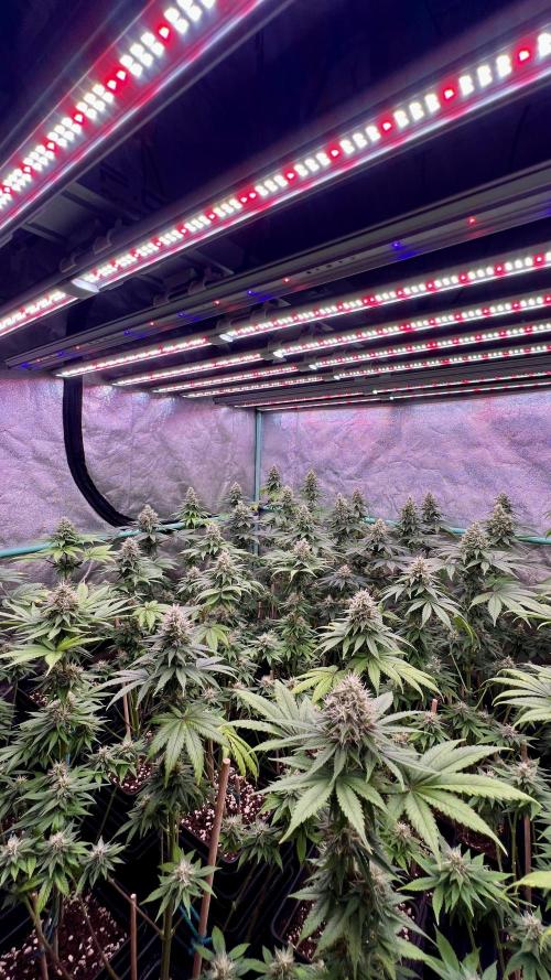 Bubblegun. Week 7