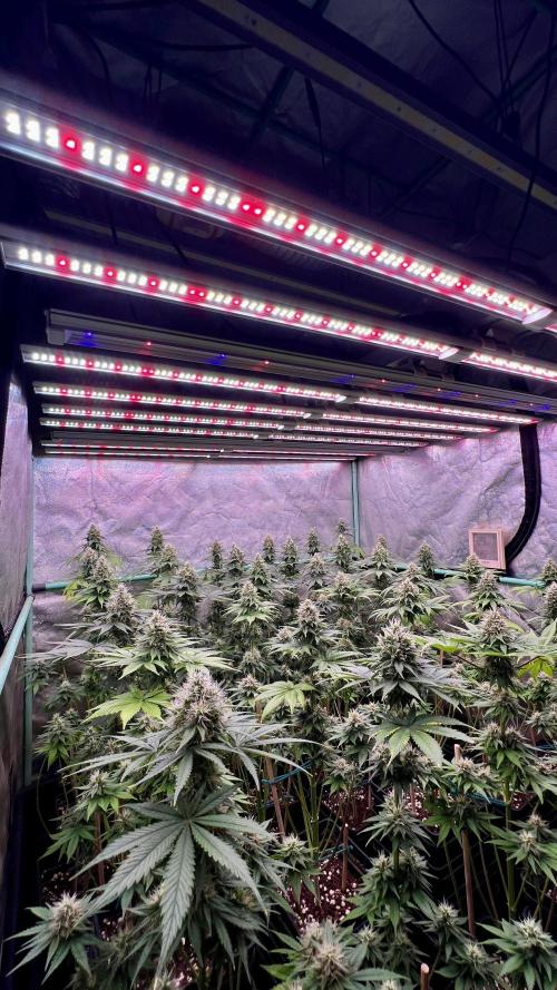 Bubblegun. Week 7