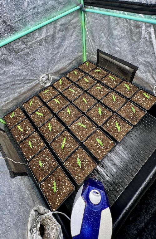 Apple Fritter. Week 1