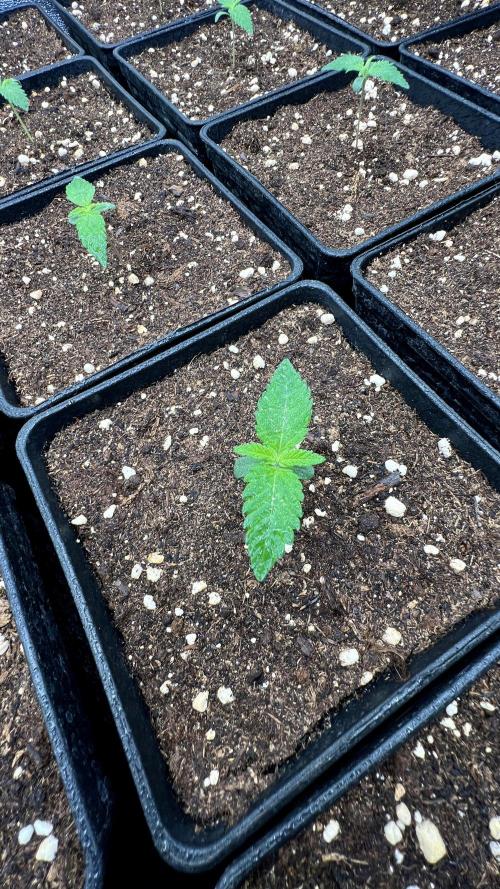 Apple Fritter. Week 1