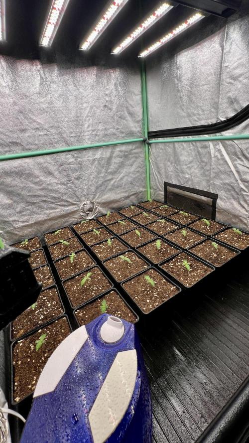Apple Fritter. Week 1