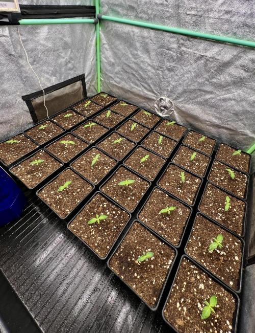 Apple Fritter. Week 1