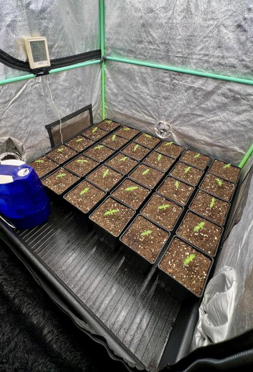 Apple Fritter. Week 1