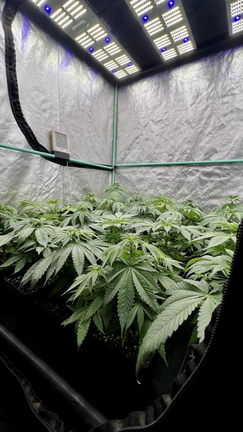 Green Crack. Week 4