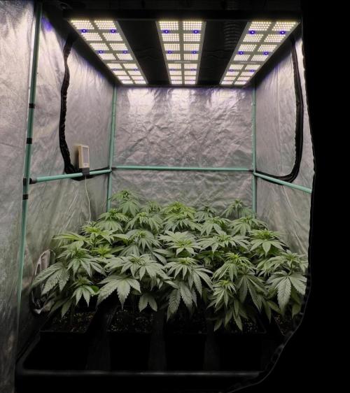 Green Crack. Week 4