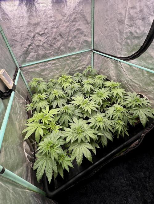 Green Crack. Week 4