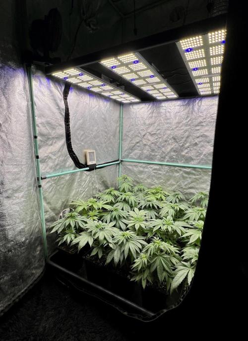 Green Crack. Week 4