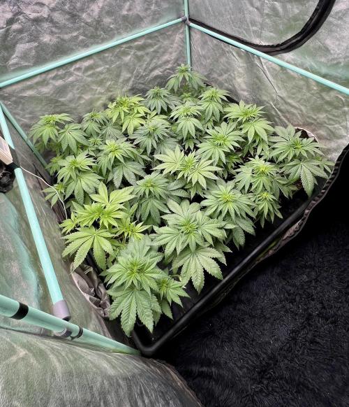 Green Crack. Week 4