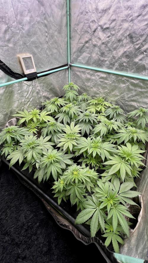 Green Crack. Week 4