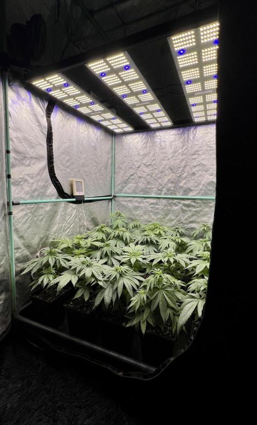 Green Crack. Week 4