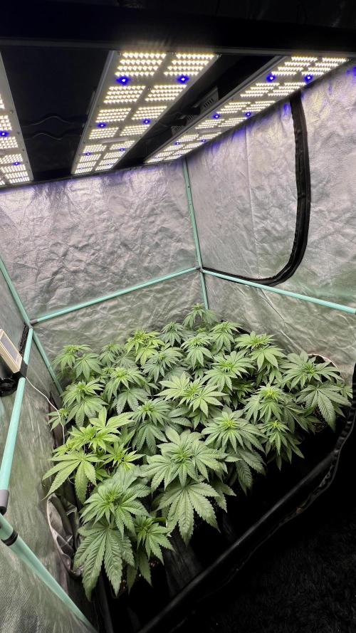Green Crack. Week 4