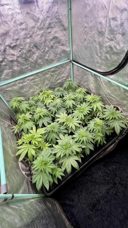 Green Crack. Week 4