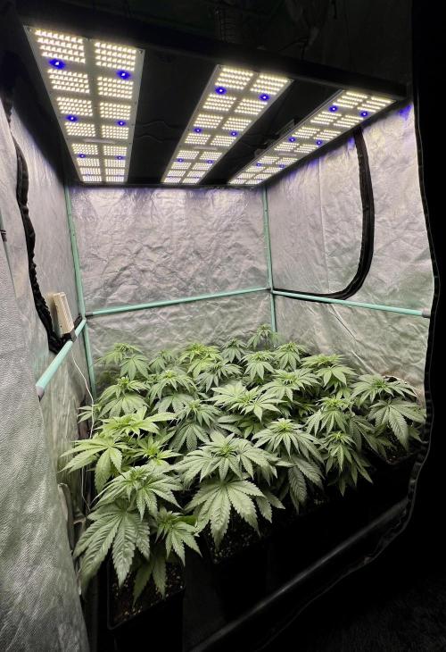 Green Crack. Week 4