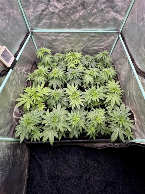 Green Crack. Week 4