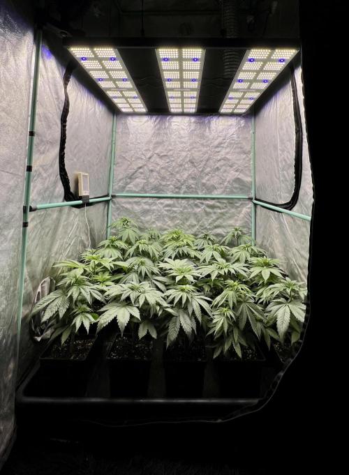 Green Crack. Week 4