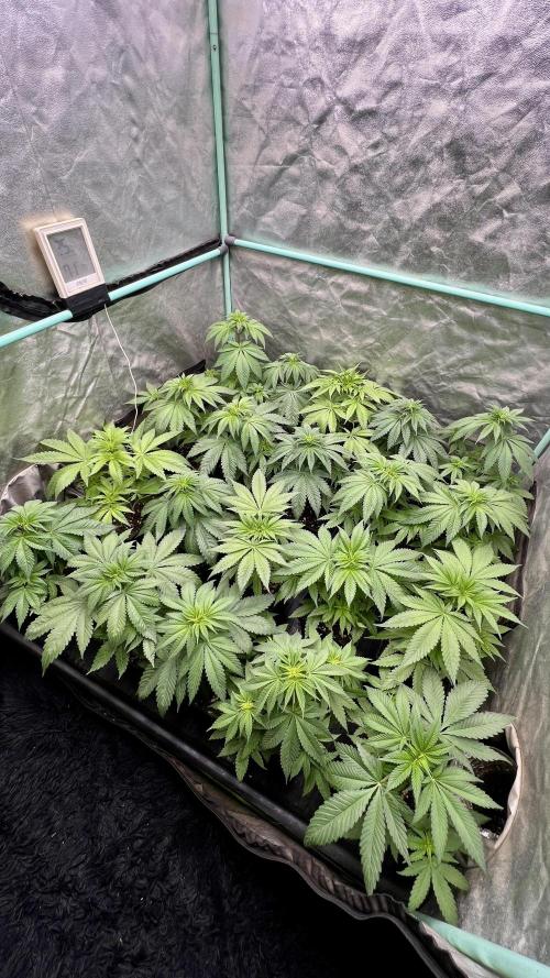Green Crack. Week 4