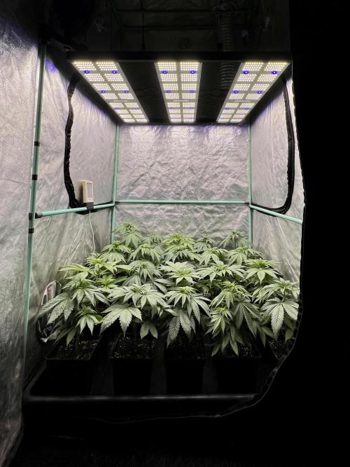Green Crack. Week 4