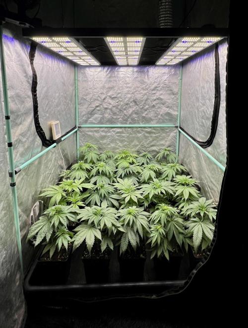 Green Crack. Week 4
