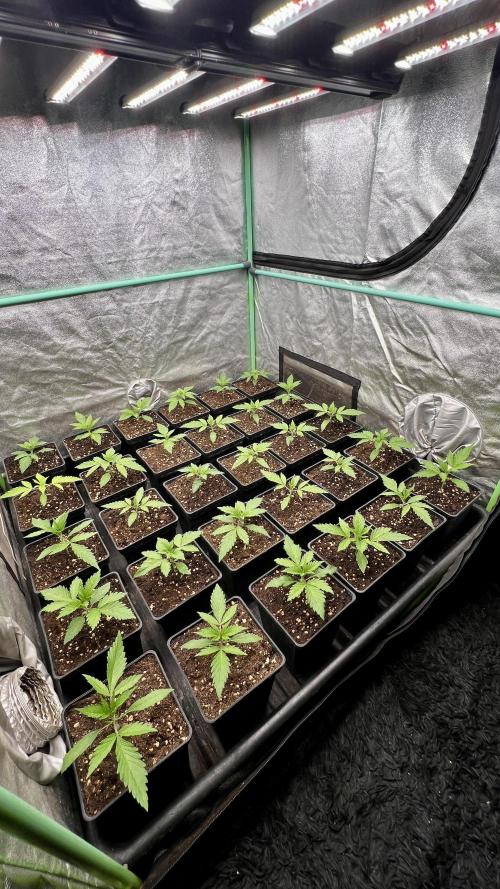 Apple Fritter. Week 2