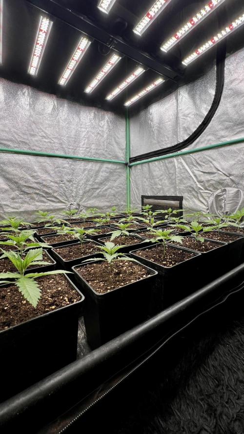 Apple Fritter. Week 2