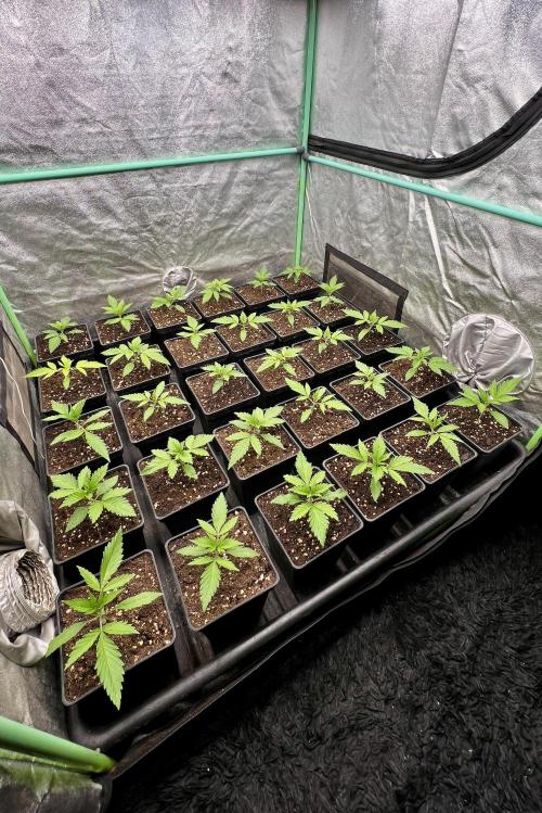 Apple Fritter. Week 2