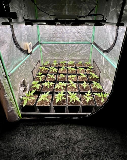 Apple Fritter. Week 2
