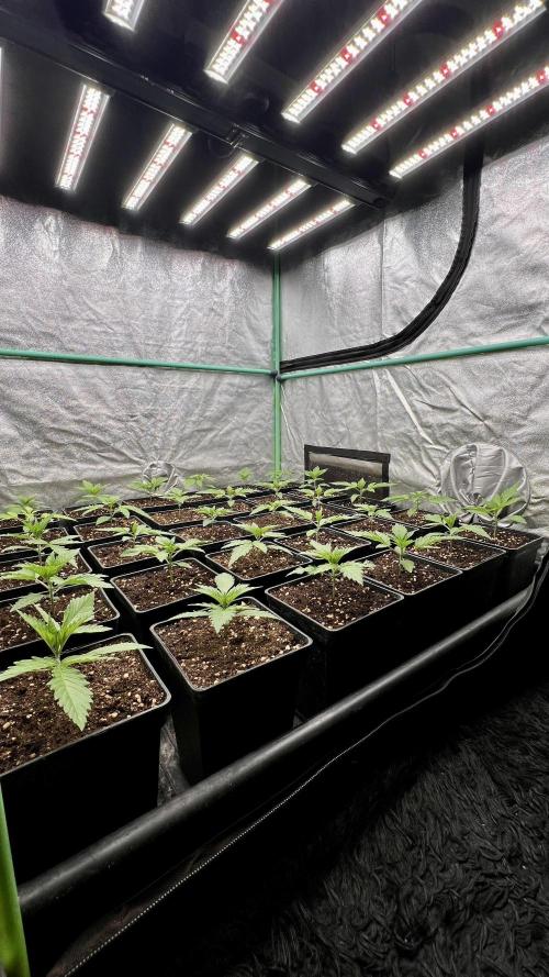 Apple Fritter. Week 2