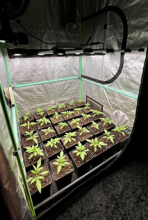 Apple Fritter. Week 2