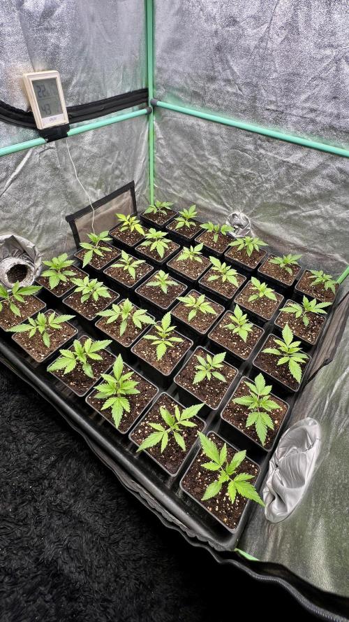 Apple Fritter. Week 2