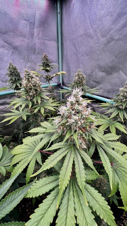 Bubblegun. Week 8