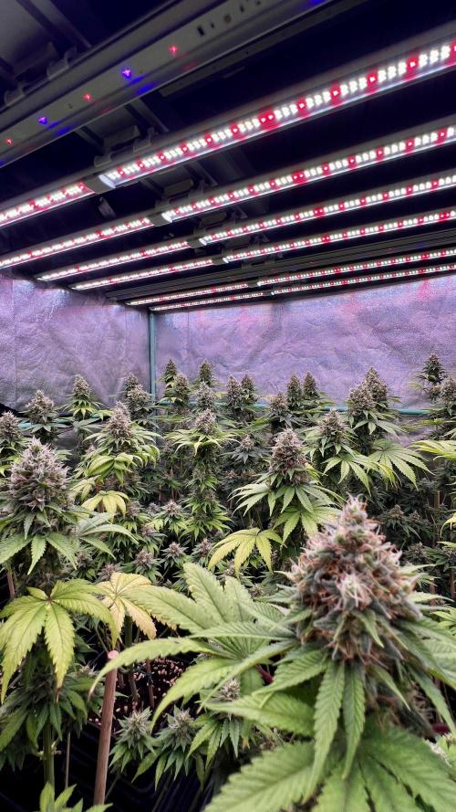 Bubblegun. Week 8