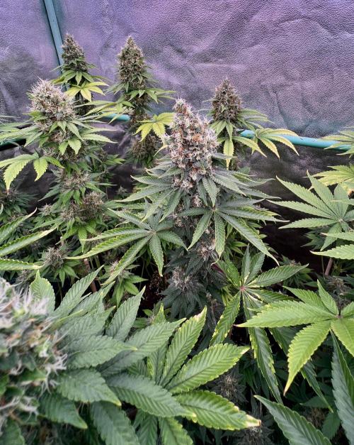 Bubblegun. Week 8