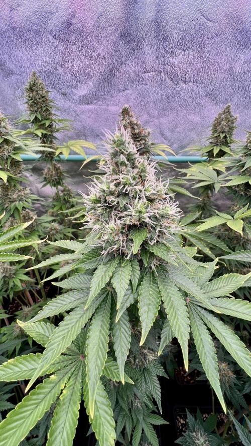 Bubblegun. Week 8