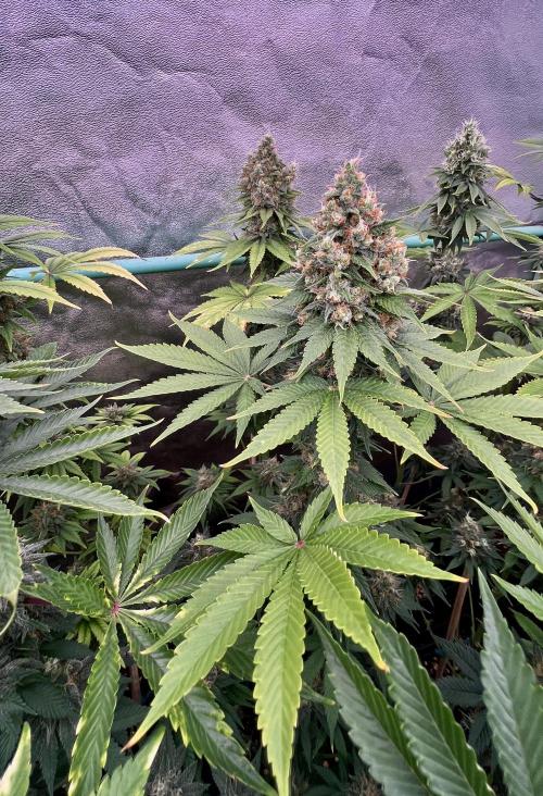 Bubblegun. Week 8