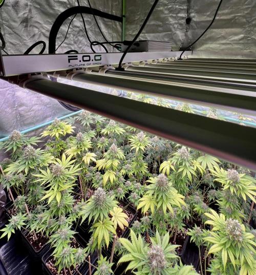 Bubblegun. Week 8