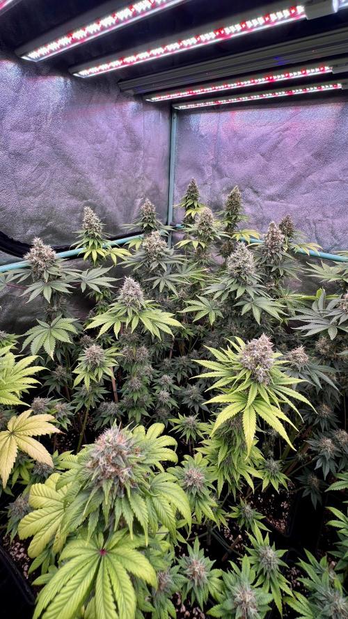 Bubblegun. Week 8