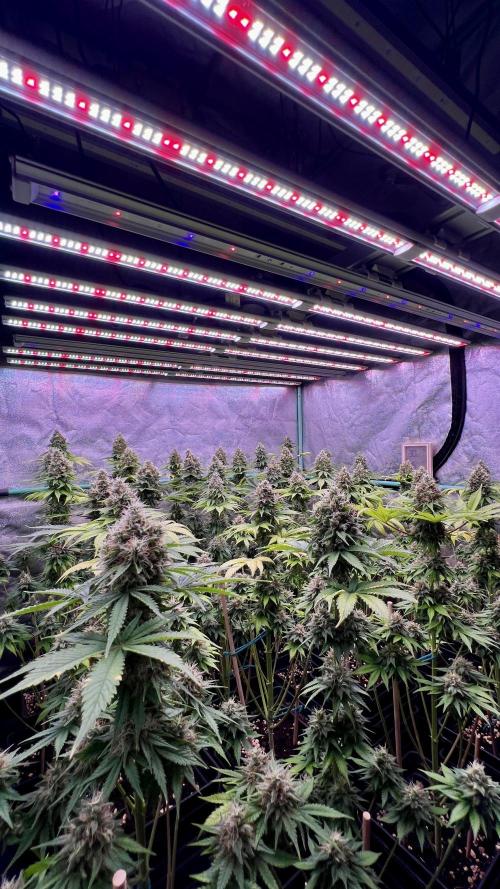 Bubblegun. Week 8